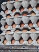 Chombe Eggs Wholesaler