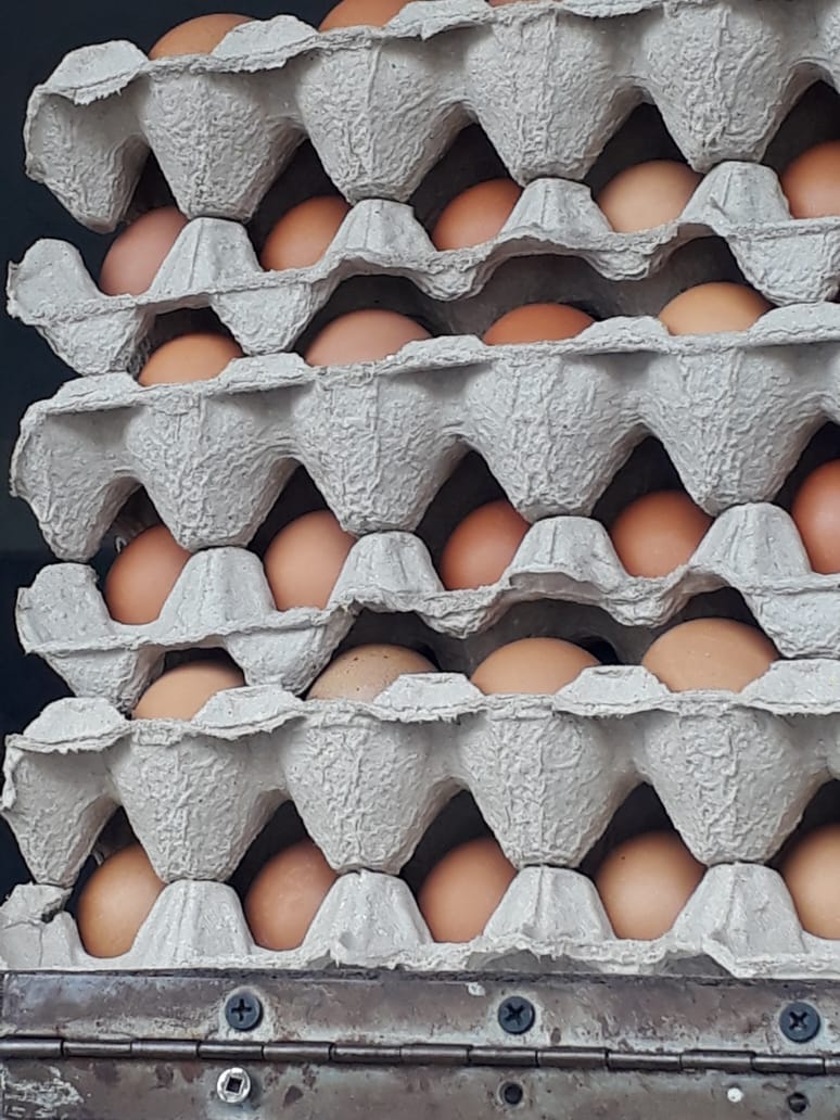 Chombe Eggs Wholesaler