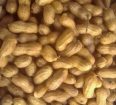 Peanut Galore