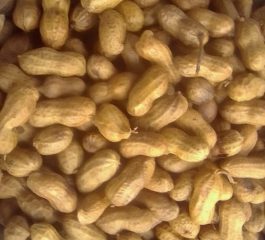 Peanut-Galore-1